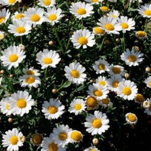 خواص درمانی بابونه